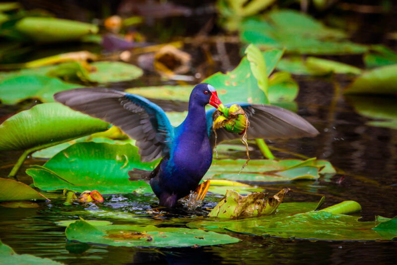 A purple gallinule with a plant in its beak